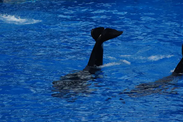 Schwertwal - Orcinus orca — Stockfoto