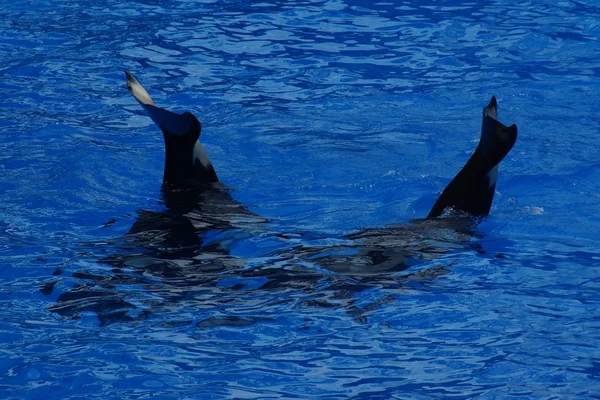 Killer Whale - Orcinus orca — Stock Photo, Image