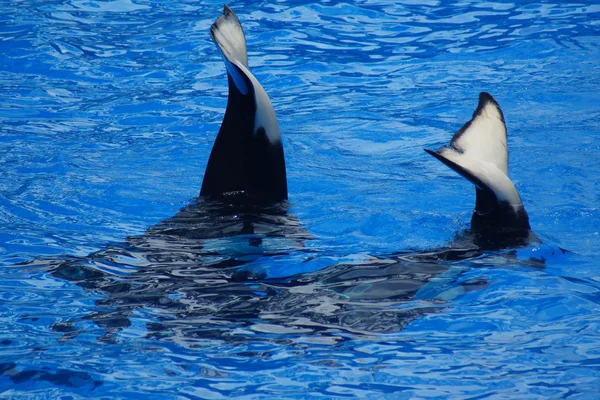 Killer Whale - Orcinus orca — Stock Photo, Image