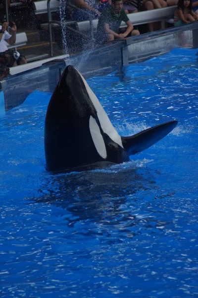 Ballena asesina - Orcinus orca —  Fotos de Stock