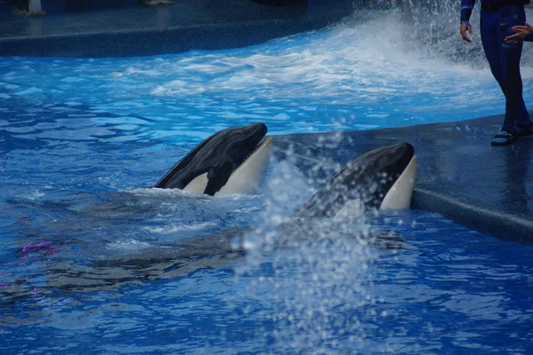 Baleia assassina - Orcinus orca — Fotografia de Stock