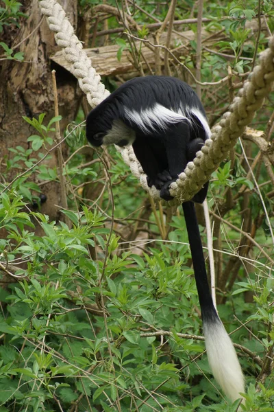 Król colobus - colobus polykomos — Zdjęcie stockowe