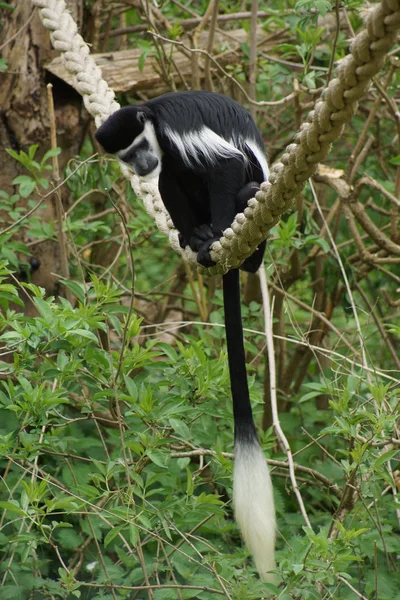 Koning colobus - colobus polykomos — Stockfoto