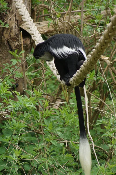 Koning colobus - colobus polykomos — Stockfoto