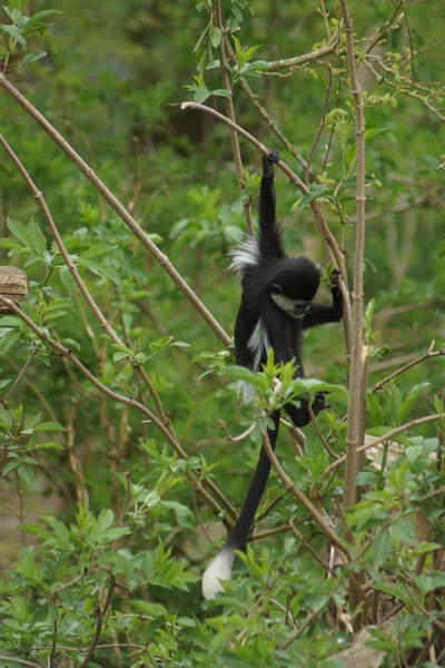 King Colobus - Colobus polykomos