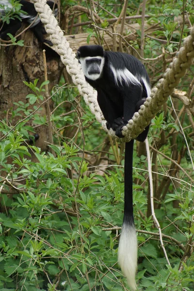 Colobus - colobus polykomos Kral — Stok fotoğraf