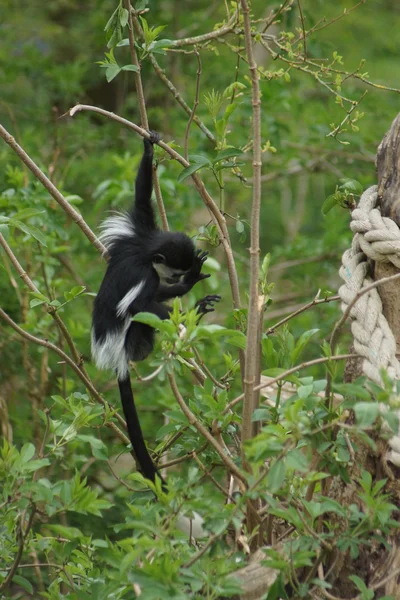 Colobus - colobus polykomos Kral — Stok fotoğraf