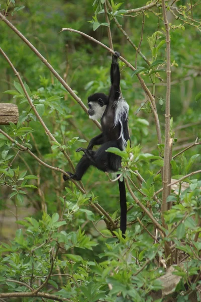 King Colobus - Colobus polykomos - Stock-foto