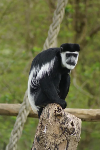 Colobus - colobus polykomos Kral — Stok fotoğraf