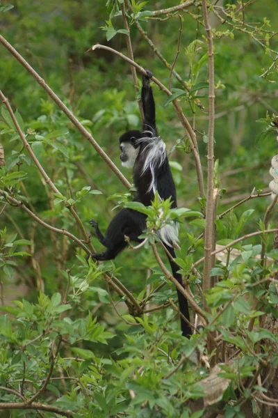 Koning colobus - colobus polykomos — Stockfoto