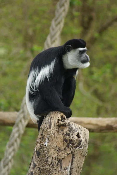 Roi Colobus - Colobus polykomos — Photo