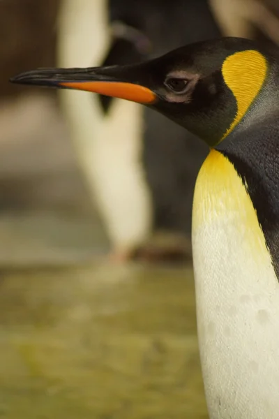 Kral penguen - aptenodytes patagonicus — Stok fotoğraf