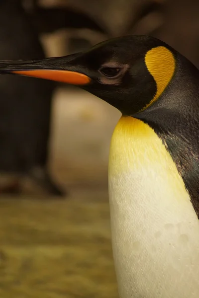 Kral penguen - aptenodytes patagonicus — Stok fotoğraf