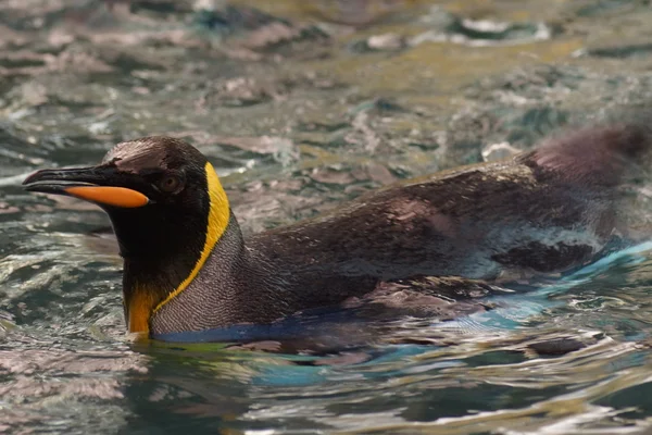 King Penguin - Aptenodytes patagonicus — Stock Photo, Image