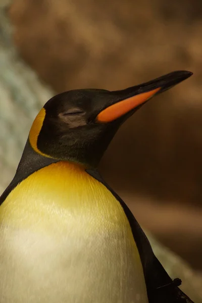 King Penguin - Aptenodytes patagonicus — Stock Photo, Image