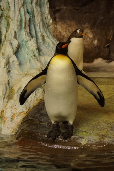 Королівський пінгвін - Patagonicus великі пінгвіни — стокове фото