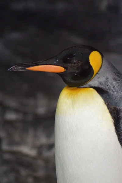 Βασιλιάς πιγκουίνος - aptenodytes patagonicus — Φωτογραφία Αρχείου