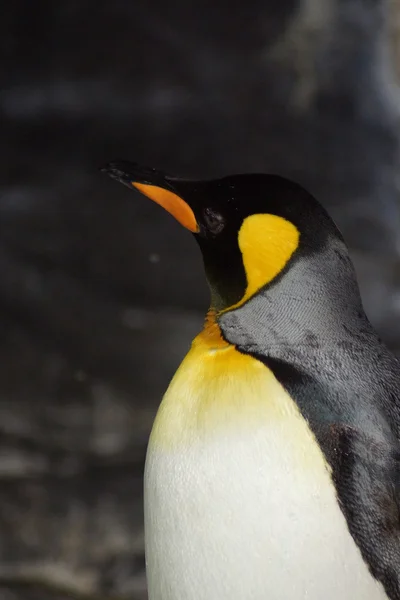 Pingüino Rey - Aptenodytes Patagonicus — Foto de Stock