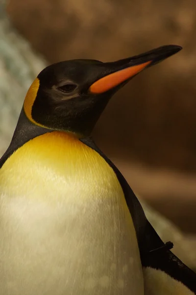 Pingüino Rey - Aptenodytes Patagonicus —  Fotos de Stock