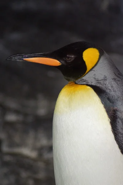 Kral penguen - aptenodytes patagonicus — Stok fotoğraf