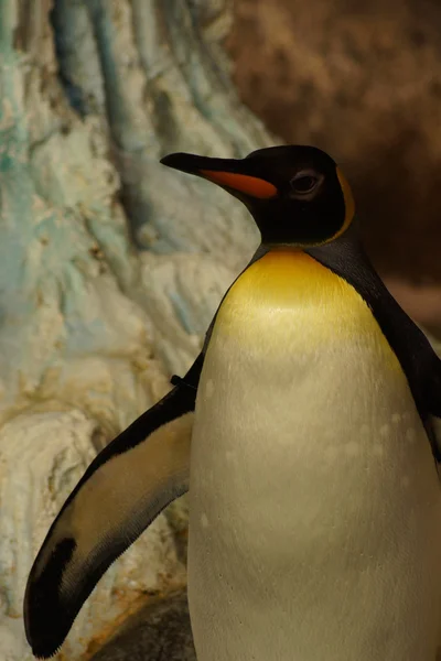 Pingüino Rey - Aptenodytes Patagonicus — Foto de Stock