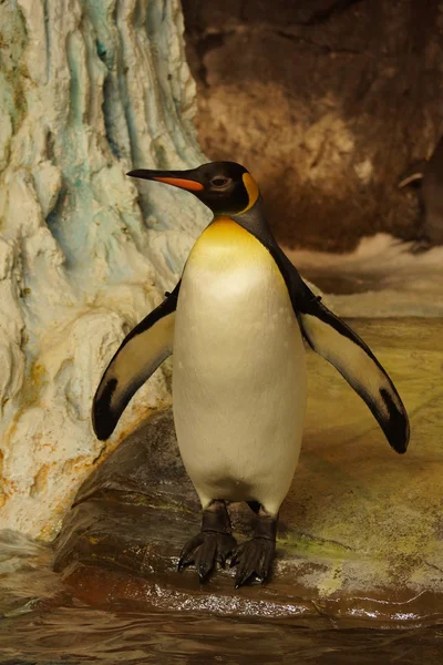 King Penguin - Aptenodytes patagonicus — Stock Photo, Image