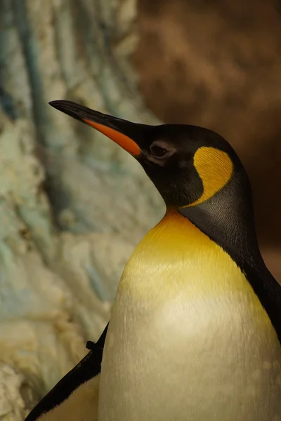 King Penguin - Aptenodytes patagonicus — Stock Photo, Image