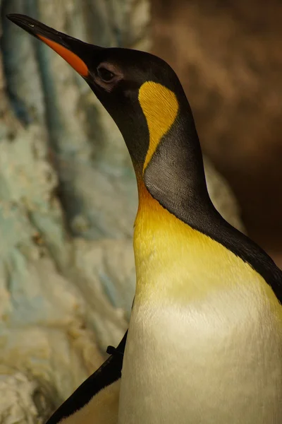 King Penguin - Aptenodytes patagonicus — Stock Photo, Image