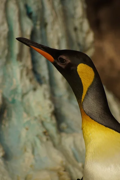 King Penguin - Aptenodytes patagonicus — Stock Photo, Image