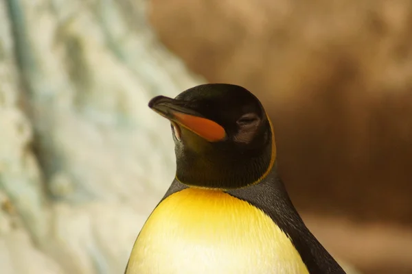 王ペンギン - コウテイ ペンギン属 patagonicus — ストック写真