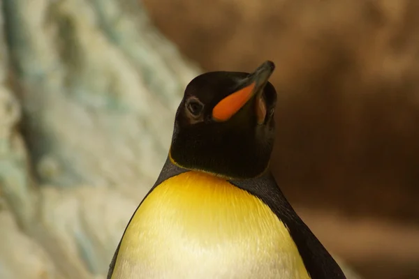 Rei Pinguim - Aptenodytes Patagonicus — Fotografia de Stock