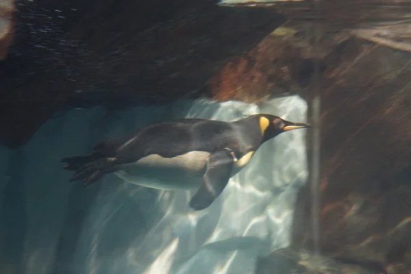 Rei Pinguim - Aptenodytes Patagonicus — Fotografia de Stock