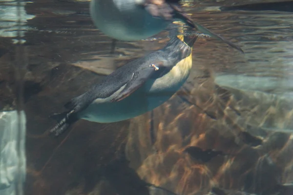 Król Pingwin - aptenodytes patagonicus — Zdjęcie stockowe