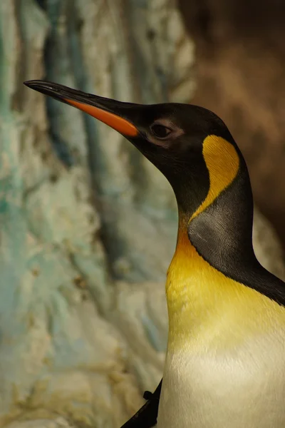 Kral penguen - aptenodytes patagonicus — Stok fotoğraf