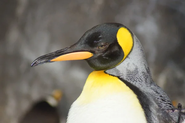 王ペンギン - コウテイ ペンギン属 patagonicus — ストック写真