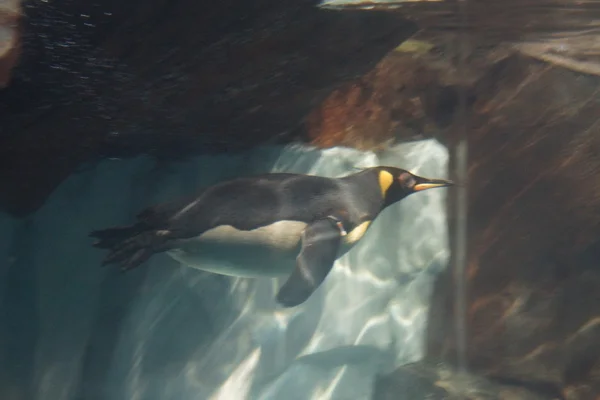 King Penguin - Aptenodytes patagonicus — Stock Photo, Image