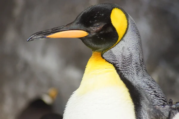 Kral penguen - aptenodytes patagonicus — Stok fotoğraf