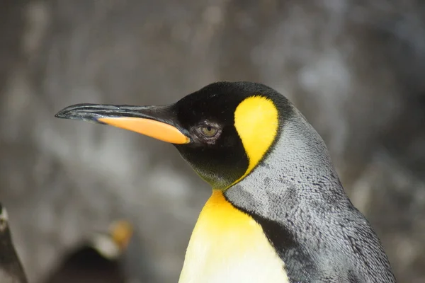 王ペンギン - コウテイ ペンギン属 patagonicus — ストック写真