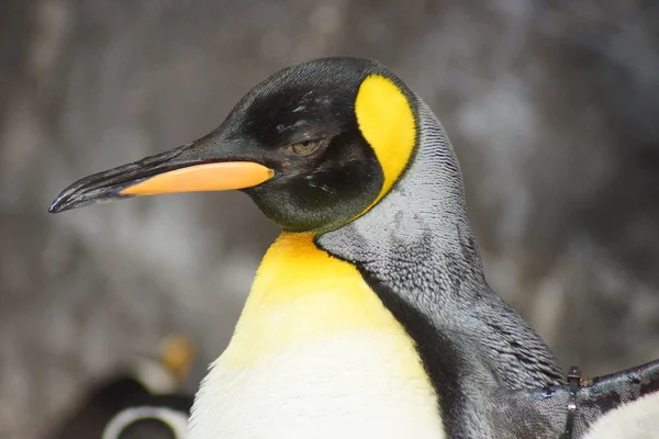 王ペンギン - コウテイ ペンギン属 patagonicus — ストック写真