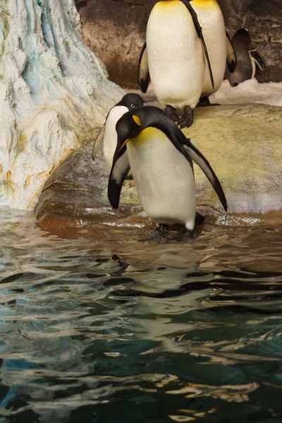 Re Pinguino - Aptenodytes Patagonicus — Foto Stock