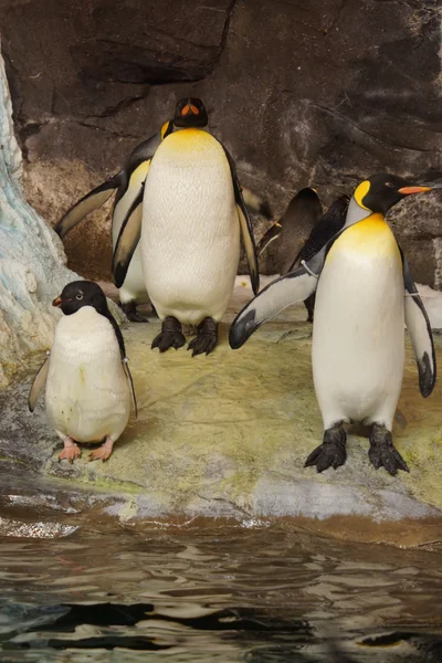 王とアデリー ペンギンの群れ — ストック写真