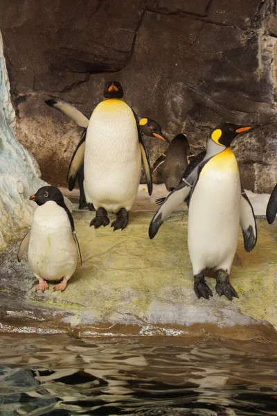 王とアデリー ペンギンの群れ — ストック写真