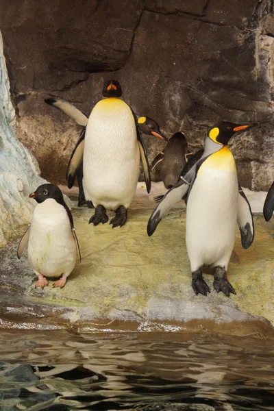 Rebanho de Rei e Pinguim de Adelie — Fotografia de Stock