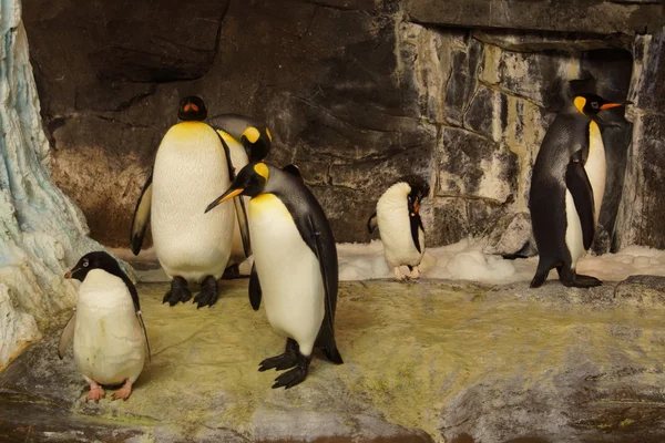 王とアデリー ペンギンの群れ — ストック写真