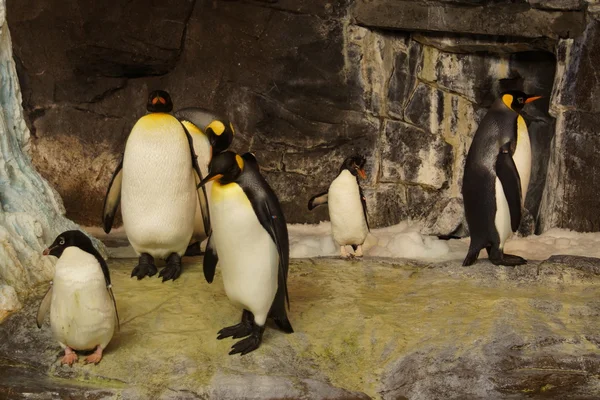 Rebanho de Rei e Pinguim de Adelie — Fotografia de Stock