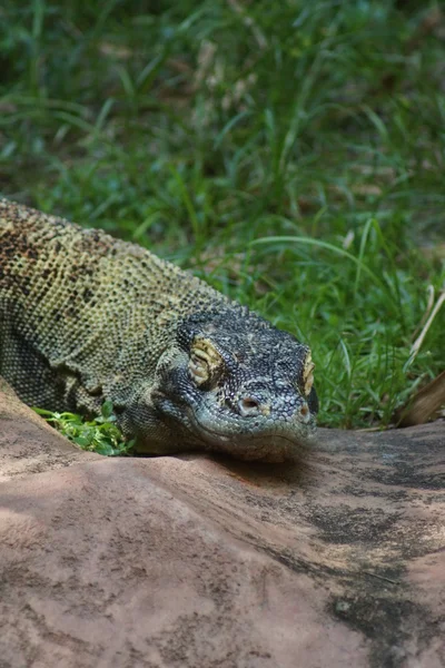 Komodo Dragon - Varanus komodoensis — Stockfoto