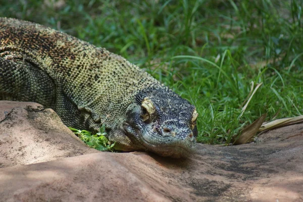 Komodo Dragon - Varanus komodoensis — Stockfoto