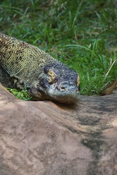 Komodo Dragon - Varanus komodoensis — Stockfoto