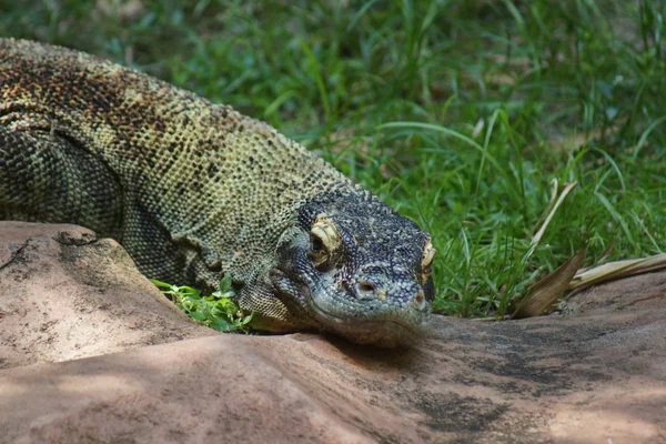 Dragon de Komodo - Varanus komodoensis — Photo