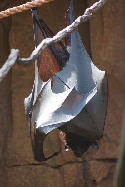 Large Flying Fox - Pteropus vampyrus